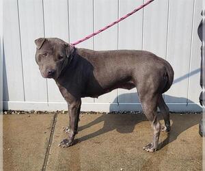 Chinese Shar-Pei Dogs for adoption in Louisville, KY, USA