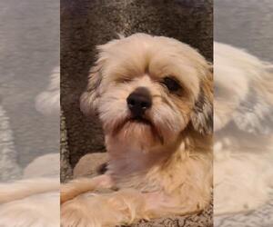 Shih Tzu Dogs for adoption in Wilmington, DE, USA
