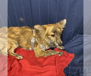Parson Russell Terrier-Unknown Mix Dogs for adoption in Modesto, CA, USA