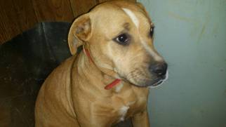 Boxer-Rhodesian Ridgeback Mix Dogs for adoption in Demorest, GA, USA