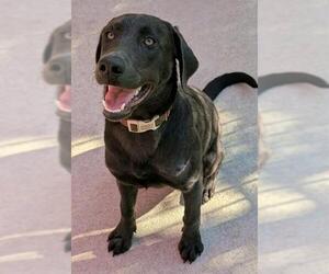 Labrador Retriever-Unknown Mix Dogs for adoption in Sacramento, CA, USA