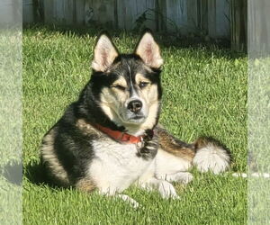 Medium Photo #9 Siberian Husky-Unknown Mix Puppy For Sale in Fargo, ND, USA