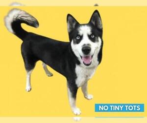 Siberian Husky Dogs for adoption in Fort Wayne, IN, USA