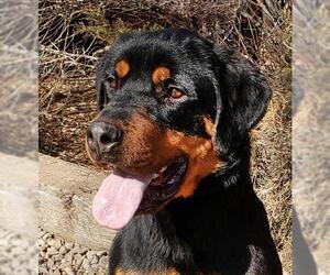Rottweiler Dogs for adoption in Albuquerque, NM, USA