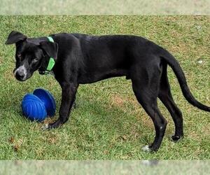 Sheprador Dogs for adoption in Perry, GA, USA