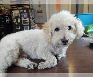 Poodle (Miniature) Dogs for adoption in Iroquois, IL, USA