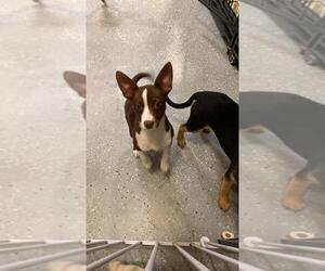 Mutt Dogs for adoption in Newark, DE, USA