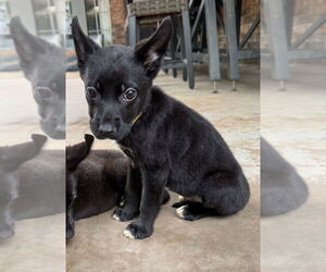 Collie-Unknown Mix Dogs for adoption in OKLAHOMA CITY, OK, USA