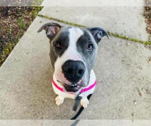 American Staffordshire Terrier-Unknown Mix Dogs for adoption in Tallahassee, FL, USA