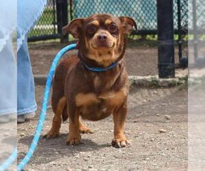 Chihuahua-Unknown Mix Dogs for adoption in San Antonio, TX, USA