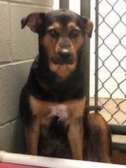 Rottweiler Dogs for adoption in Morehead, KY, USA