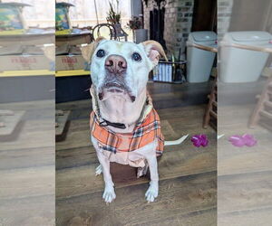 Great Dane-Labrador Retriever Mix Dogs for adoption in Maryville, TN, USA