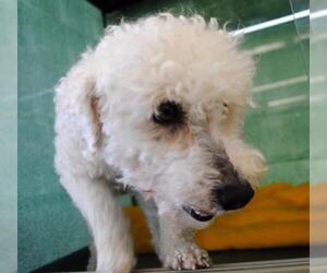 Bichon Frise Dogs for adoption in Richmond, IN, USA