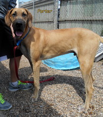 Great Dane Dogs for adoption in Oskaloosa, IA, USA