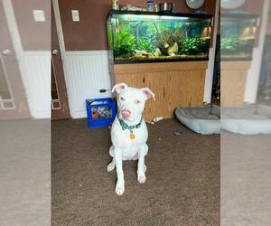 American Pit Bull Terrier-Unknown Mix Dogs for adoption in Traverse City, MI, USA