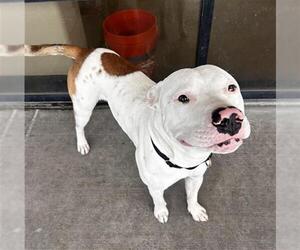 American Pit Bull Terrier Dogs for adoption in Denver, CO, USA