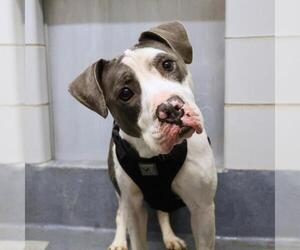 American Staffordshire Terrier-Unknown Mix Dogs for adoption in San Antonio, TX, USA