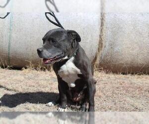 Boxador Dogs for adoption in Great Bend, KS, USA