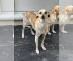 Chihuahua Dogs for adoption in Dana Point, CA, USA