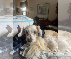 Poodle (Miniature) Dogs for adoption in Spring, TX, USA