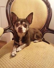 Chihuahua Dogs for adoption in Edgewater, NJ, USA