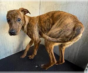 Black Mouth Cur-Unknown Mix Dogs for adoption in San Antonio, TX, USA