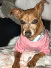 Miniature Pinscher Dogs for adoption in Boonton, NJ, USA
