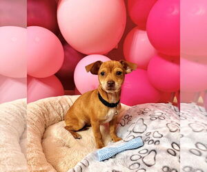 Chiweenie Dogs for adoption in Valrico, FL, USA