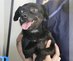 Chihuahua Dogs for adoption in Bakersfield, CA, USA