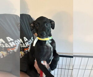 Mutt Dogs for adoption in Lawrenceville, NJ, USA