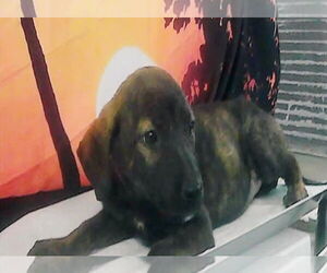 German Shepherd Dog Dogs for adoption in Lakewood, CO, USA