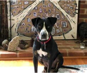 American Pit Bull Terrier-Border Collie Mix Dogs for adoption in Lovingston, VA, USA