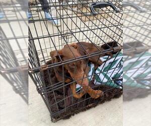 Doberman Pinscher Dogs for adoption in Stockton, CA, USA