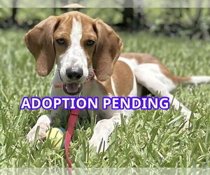 Beagle-Unknown Mix Dogs for adoption in Dunnellon, FL, USA