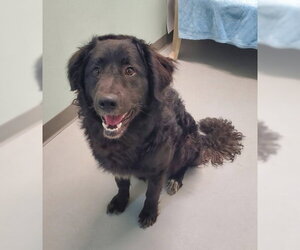 Mutt Dogs for adoption in Lake City, MI, USA