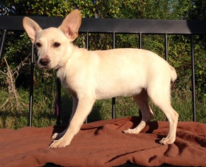 Chiweenie Dogs for adoption in PIPE CREEK, TX, USA