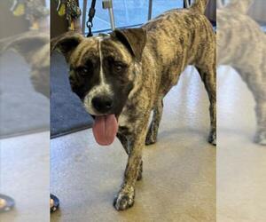 American Pit Bull Terrier-Unknown Mix Dogs for adoption in Upland, CA, USA
