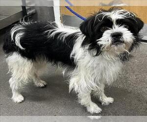 Norfolk Terrier-Unknown Mix Dogs for adoption in Forestville, MD, USA