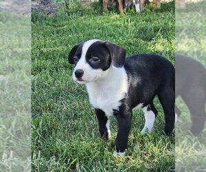 Sheprador Dogs for adoption in Omaha, NE, USA