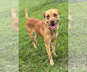 Mutt Dogs for adoption in Virginia Beach, VA, USA