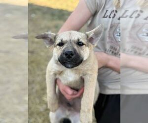 Mutt Dogs for adoption in Calgary, Alberta, Canada