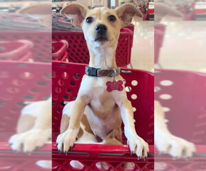 Dachshund-Unknown Mix Dogs for adoption in Davis, CA, USA