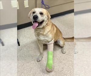Labrador Retriever-Unknown Mix Dogs for adoption in Conroe, TX, USA