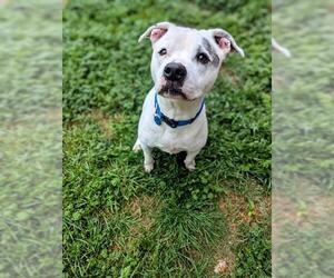 American Pit Bull Terrier-Unknown Mix Dogs for adoption in Oklahoma City, OK, USA