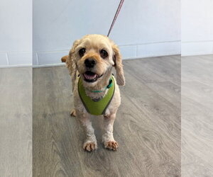 Silky Cocker Dogs for adoption in Mission Viejo, CA, USA