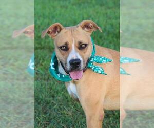 Bullboxer Pit Dogs for adoption in Natchitoches, LA, USA