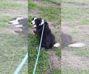 Border Collie Dogs for adoption in Sanford, FL, USA