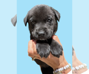 Labrador Retriever-Unknown Mix Dogs for adoption in Rockville, MD, USA