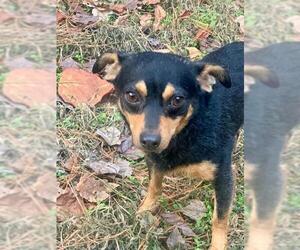 Chihuahua-Unknown Mix Dogs for adoption in Newnan, GA, USA