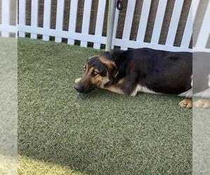 German Shepherd Dog-Unknown Mix Dogs for adoption in Modesto, CA, USA